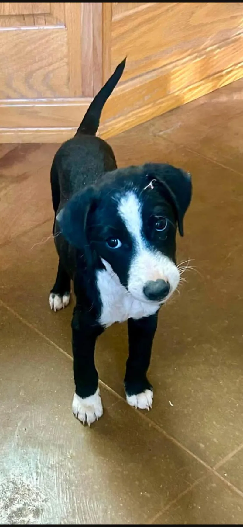 A baby medium-sized male Mixed Breed dog named Lincoln for adoption in Toms River, NJ