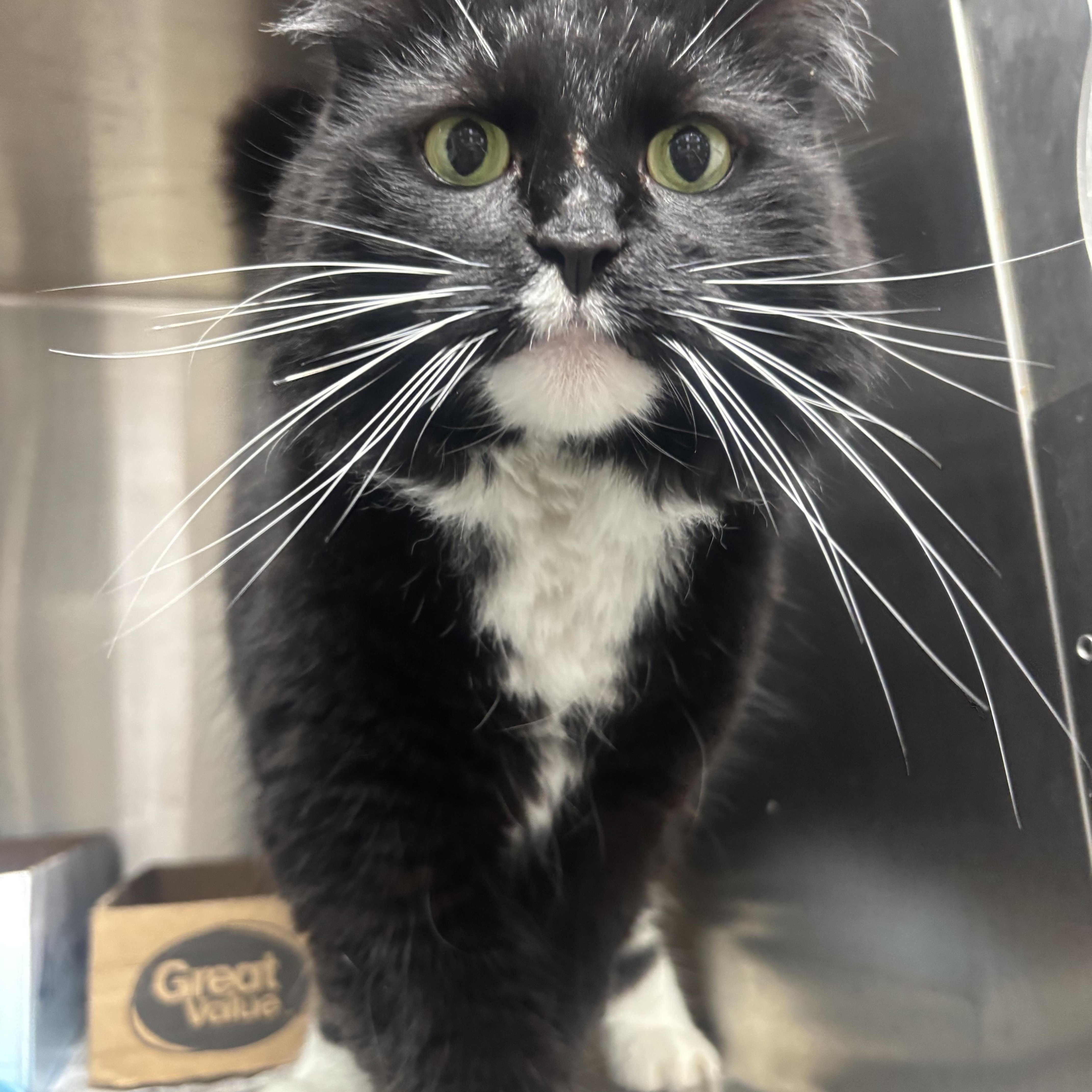 An adult medium-sized female Black & White / Tuxedo Domestic Long Hair cat named Cleo for adoption in North Haven, CT