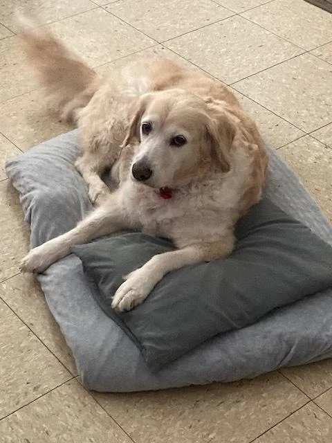 A senior large-sized female Yellow / Tan / Blond / Fawn Golden Retriever dog named Rosie for adoption in Littleton, CO