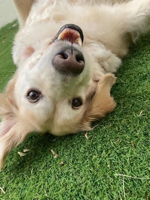 Rosie thumbnail 4