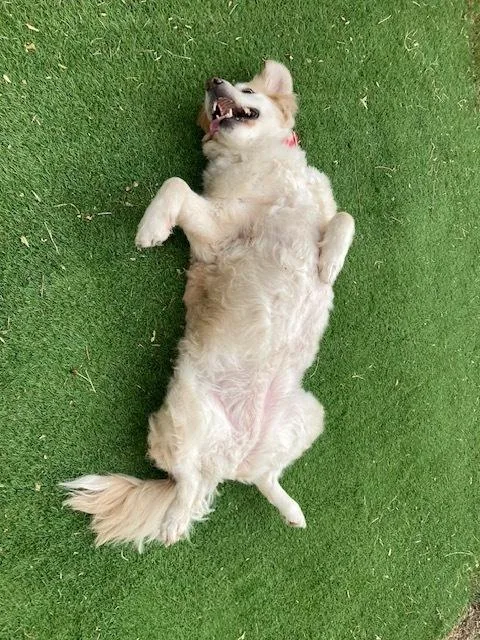 Rosie thumbnail 6