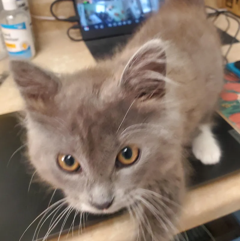 A baby medium-sized male Gray & White Domestic Long Hair cat named Martin for adoption in Avalon, CA