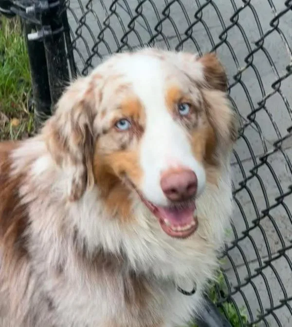 An adult medium-sized male Australian Shepherd dog named Cash for adoption in Millersville, MD