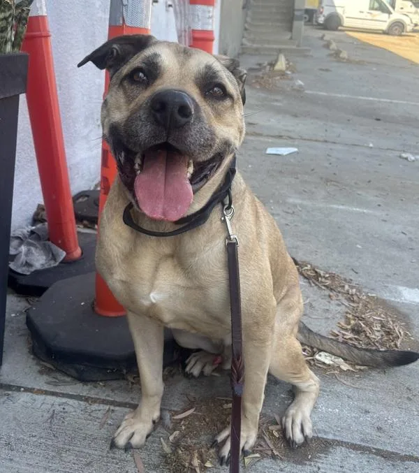 An adult large-sized male Shepherd dog named Bobo for adoption in San Diego, CA