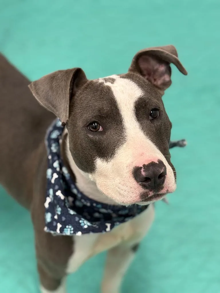 A young medium-sized male Mixed Breed dog named Elmer for adoption in Detroit, MI