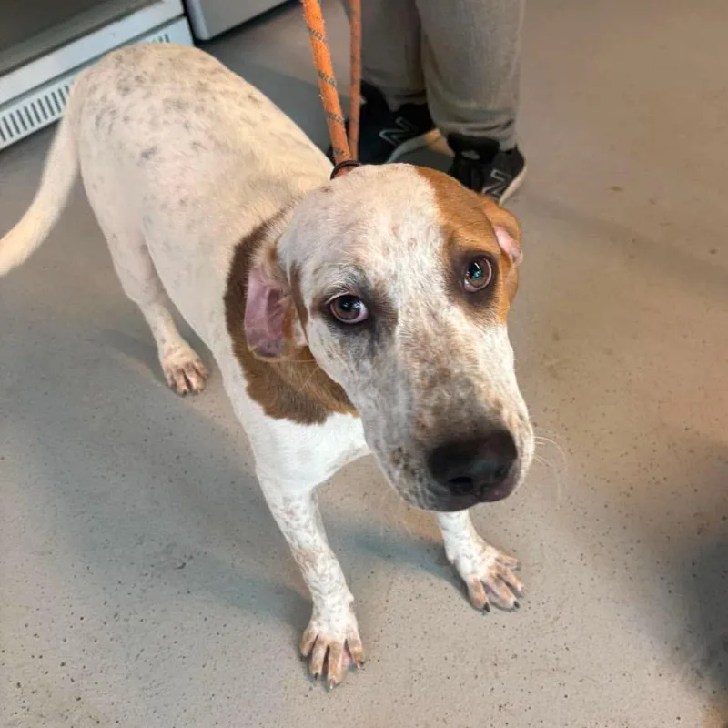 A young medium-sized female White / Cream Mixed Breed dog named Eleanor for adoption in Huntington, WV
