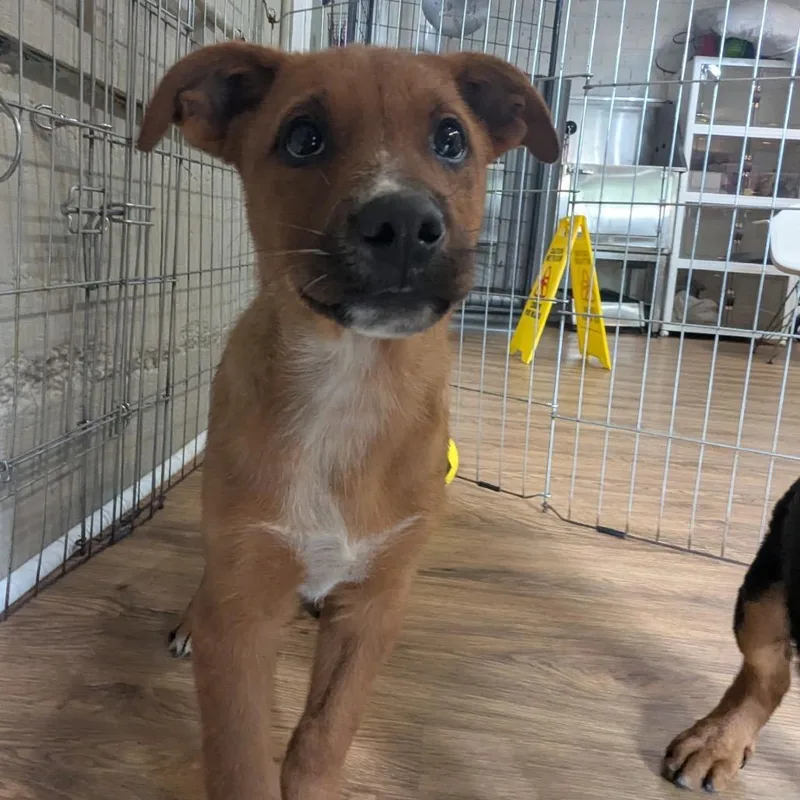 A baby medium-sized male Apricot / Beige Mixed Breed dog named Cruise for adoption in Tacoma, WA