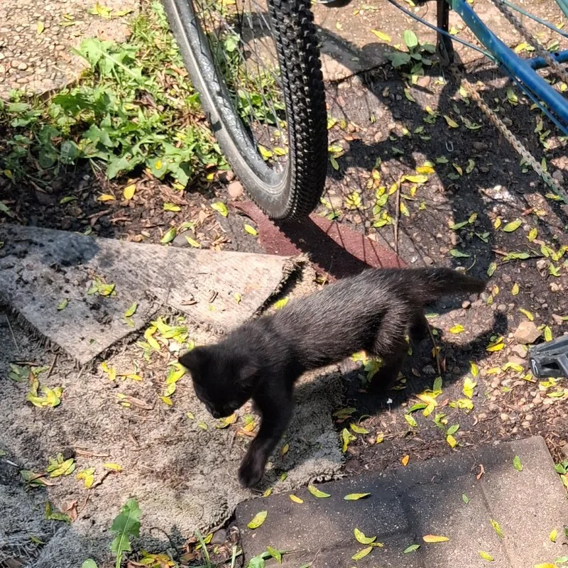 A baby small-sized female Black Domestic Short Hair cat named Found Southern Hills Mobile for adoption in Rochester, MN
