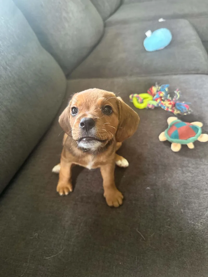 A baby medium-sized female Brown / Chocolate Beagle dog named Bella for adoption in Union Grove, WI