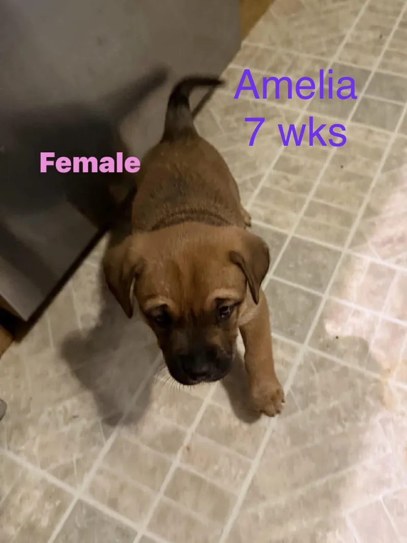 A baby small-sized female Australian Cattle Dog / Blue Heeler dog named Amelia for adoption in Welling, OK