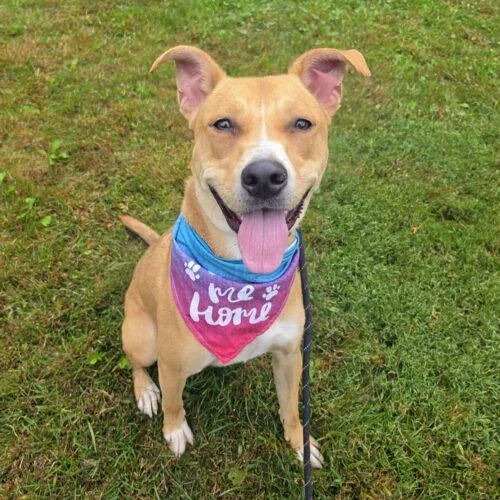 A young medium-sized female Yellow / Tan / Blond / Fawn Terrier dog named Heidi Lonestar for adoption in Rockaway, NJ