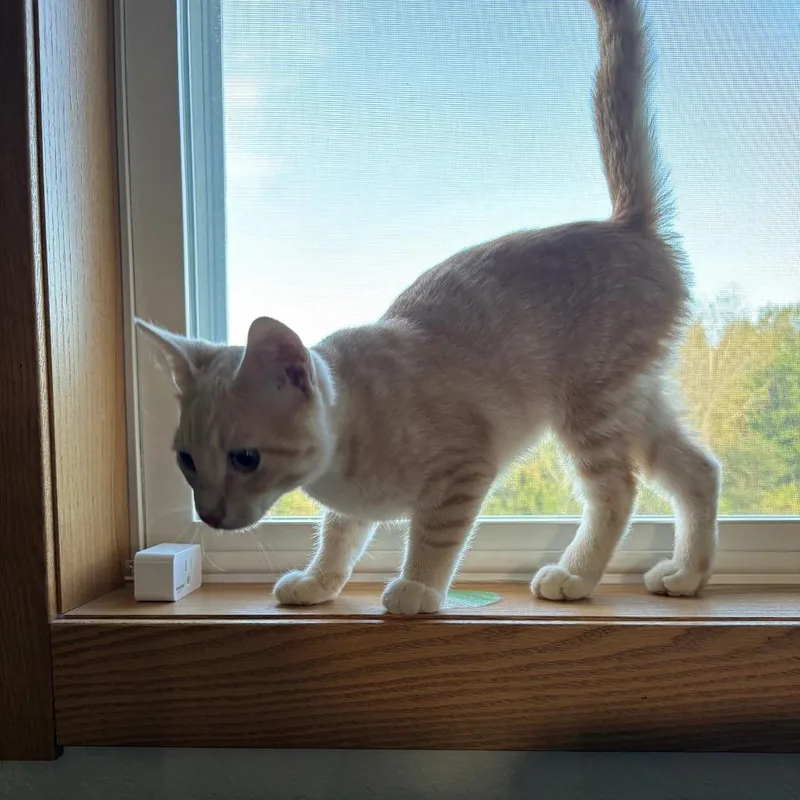 A baby small-sized male Buff / Tan / Fawn Domestic Short Hair cat named Tommy for adoption in Rochester, MN