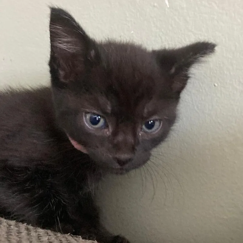 A baby medium-sized female Black Domestic Short Hair cat named Buttons for adoption in Lauderhill, FL