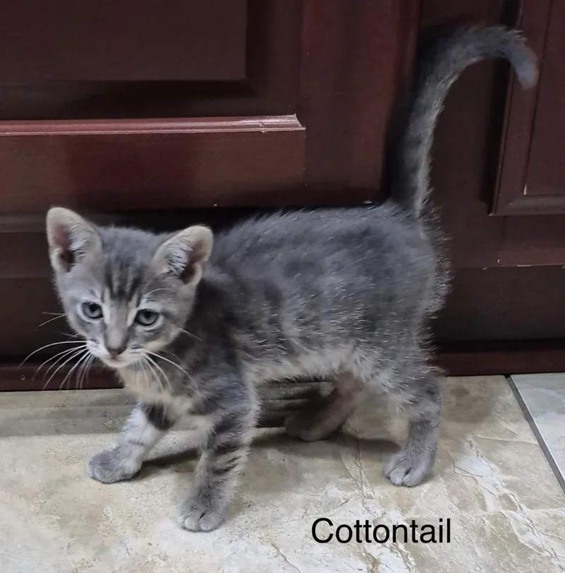 A baby medium-sized female Domestic Short Hair cat named Cottontail for adoption in Spring, TX