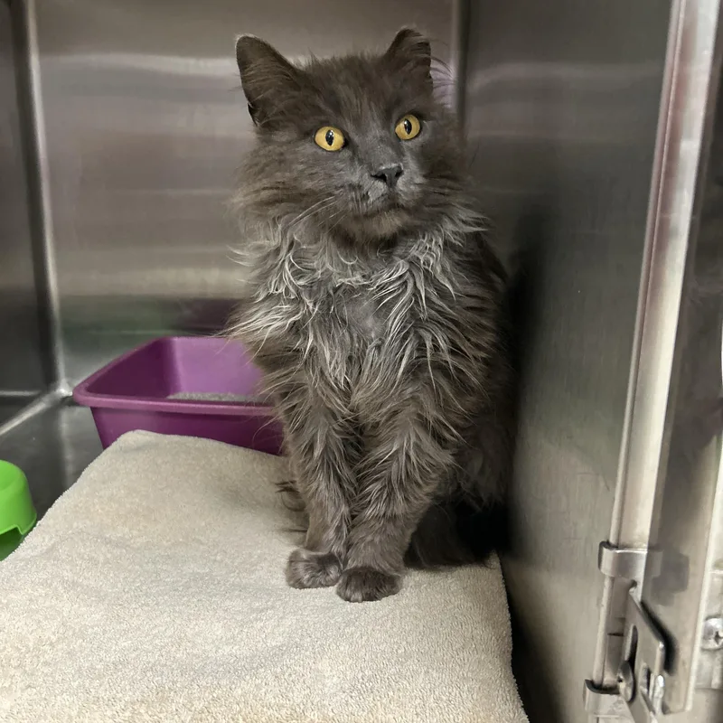 An adult medium-sized male Gray / Blue / Silver Domestic Long Hair cat named Pickle Paul for adoption in La Grange Park, IL