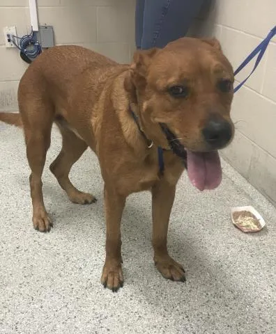 An adult medium-sized female Labrador Retriever dog named A for adoption in Conroe, TX