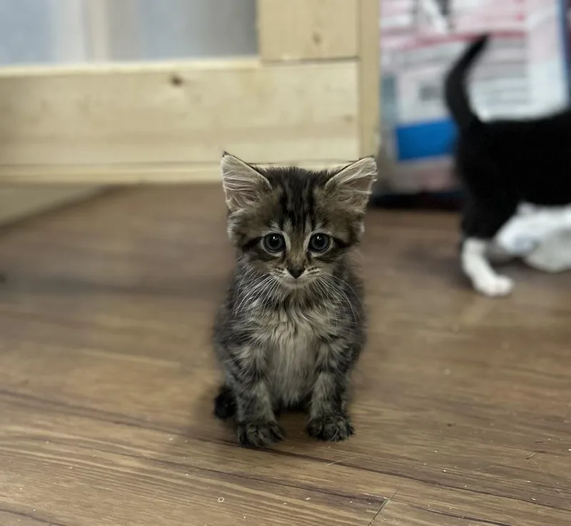 A baby small-sized female Brown / Chocolate Domestic Medium Hair cat named Koala for adoption in Emerald Isle, NC