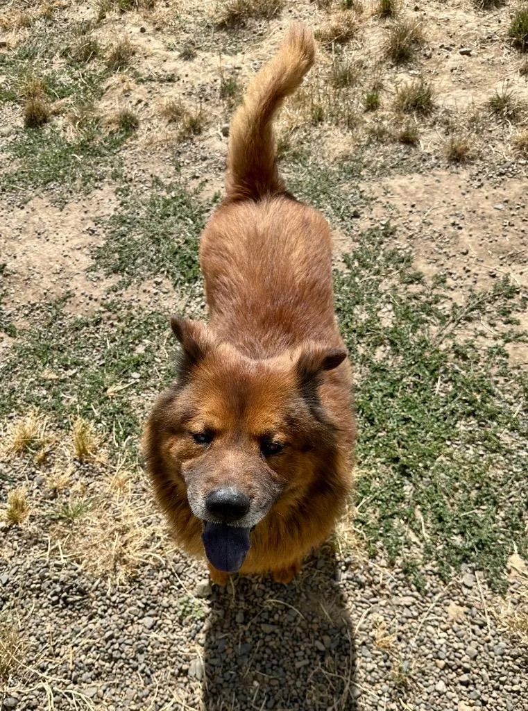 An adult medium-sized male Chow Chow dog named Ludo for adoption in Newberg, OR