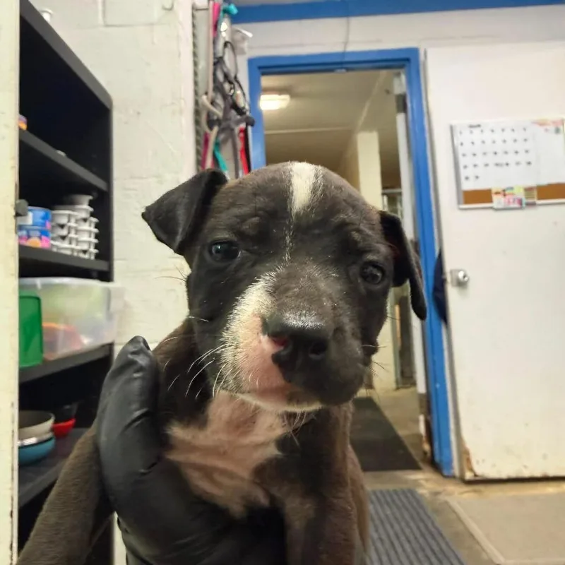 A baby small-sized female Brown / Chocolate Pit Bull Terrier dog named Cleo for adoption in Port Aransas, TX