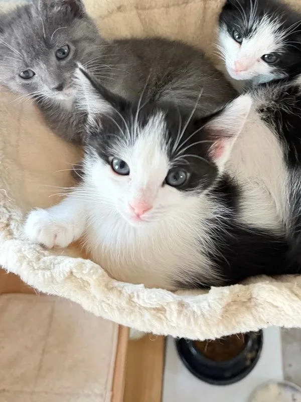 A baby small-sized female Domestic Short Hair cat named Boston for adoption in Bonsall, CA