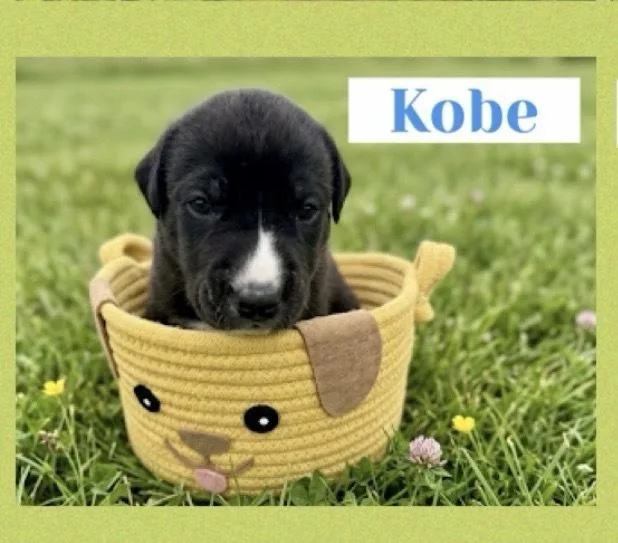 A baby large-sized male Tricolor (Brown, Black, & White) Great Dane dog named Kobe for adoption in Canyon Country, CA