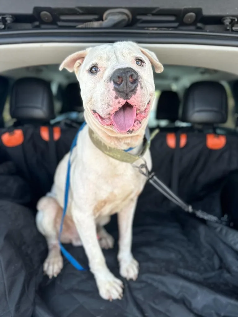 Davidson thumbnail 2