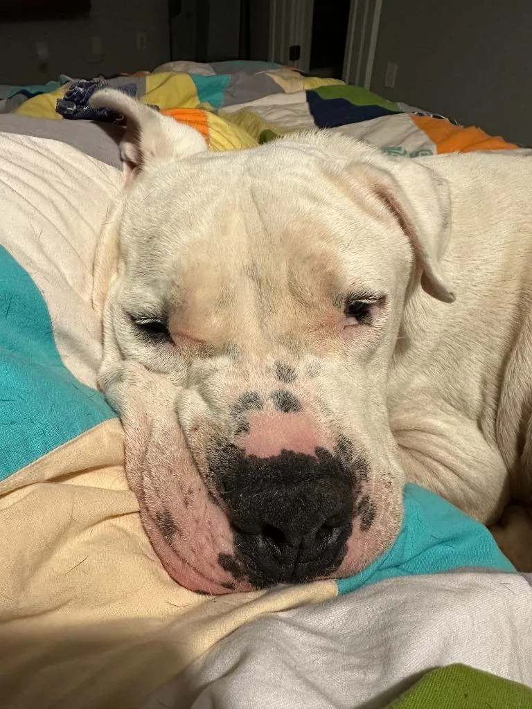 Davidson thumbnail 3