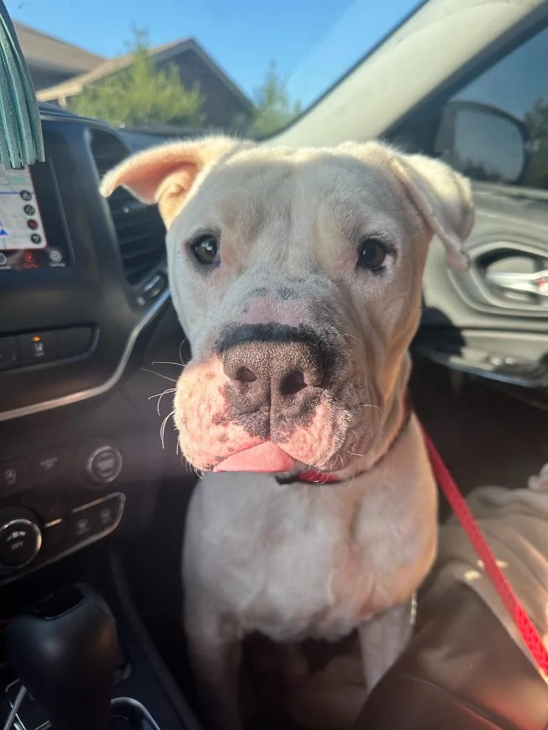 Davidson thumbnail 4