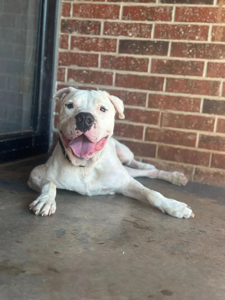 Davidson thumbnail 5