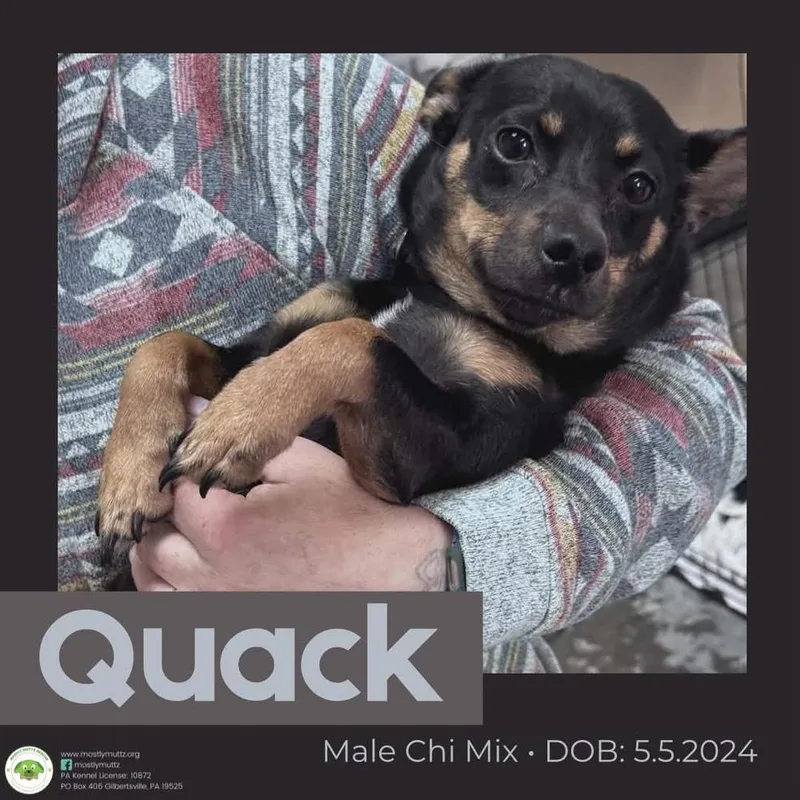An adult small-sized male Brown / Chocolate Chihuahua dog named Quack for adoption in Pottstown, PA