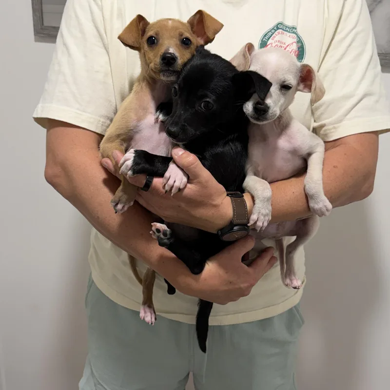 A baby small-sized male Chihuahua dog named Seal for adoption in San Diego, CA