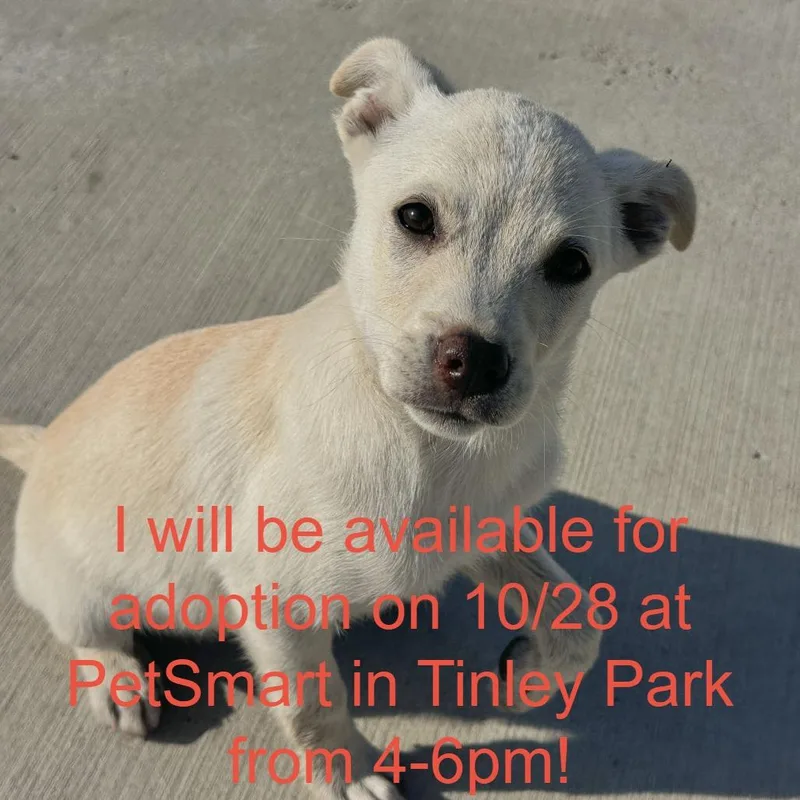 A baby medium-sized male Yellow / Tan / Blond / Fawn Chihuahua dog named Bones for adoption in Matteson, IL