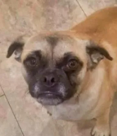 A young small-sized female Pug dog named Sprinkles for adoption in Boulder, CO