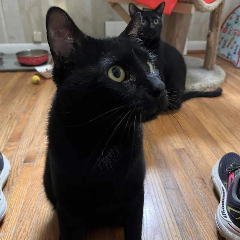 Edgar