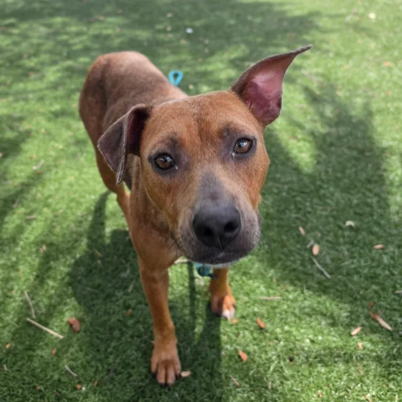 A young medium-sized female Brown / Chocolate Mixed Breed dog named Marsala for adoption in Naples, FL