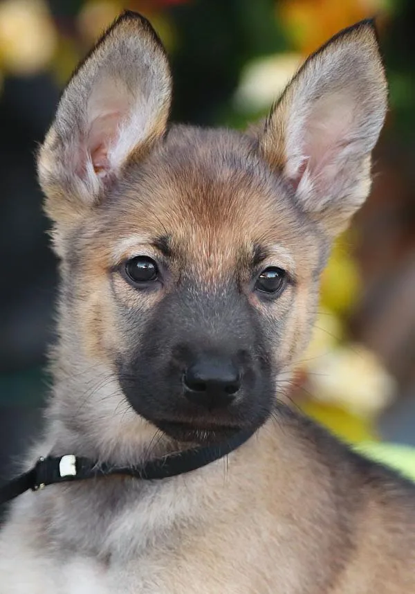 A baby large-sized female Sable German Shepherd Dog dog named Izzy von Jasmine for adoption in Los Angeles, CA