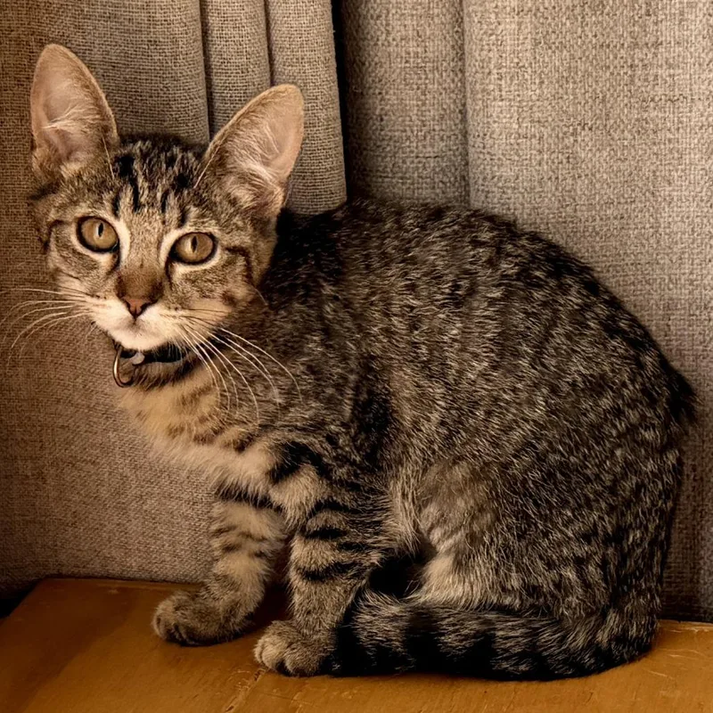 A baby small-sized female Brown / Chocolate Domestic Short Hair cat named Brienne for adoption in Los Angeles, CA