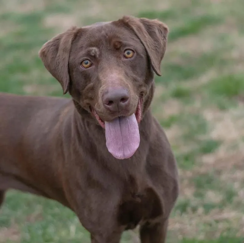 An adult medium-sized female Chocolate Labrador Retriever dog named Catalina for adoption in Wappingers Falls, NY