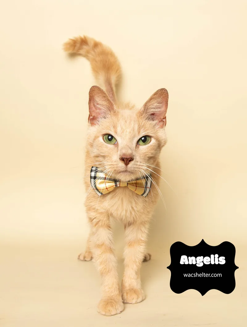 Angel thumbnail 3