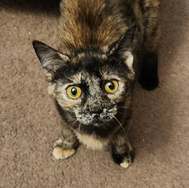 Raisen Bran thumbnail 3