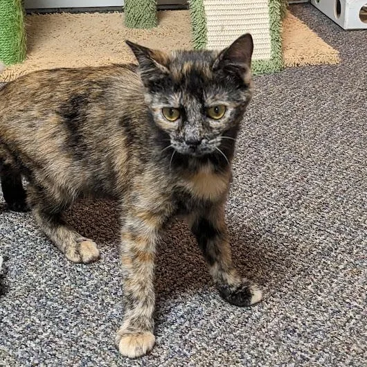 Raisen Bran thumbnail 4