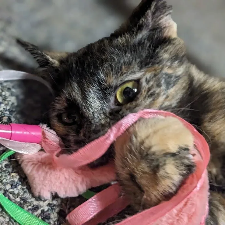 Raisen Bran thumbnail 6