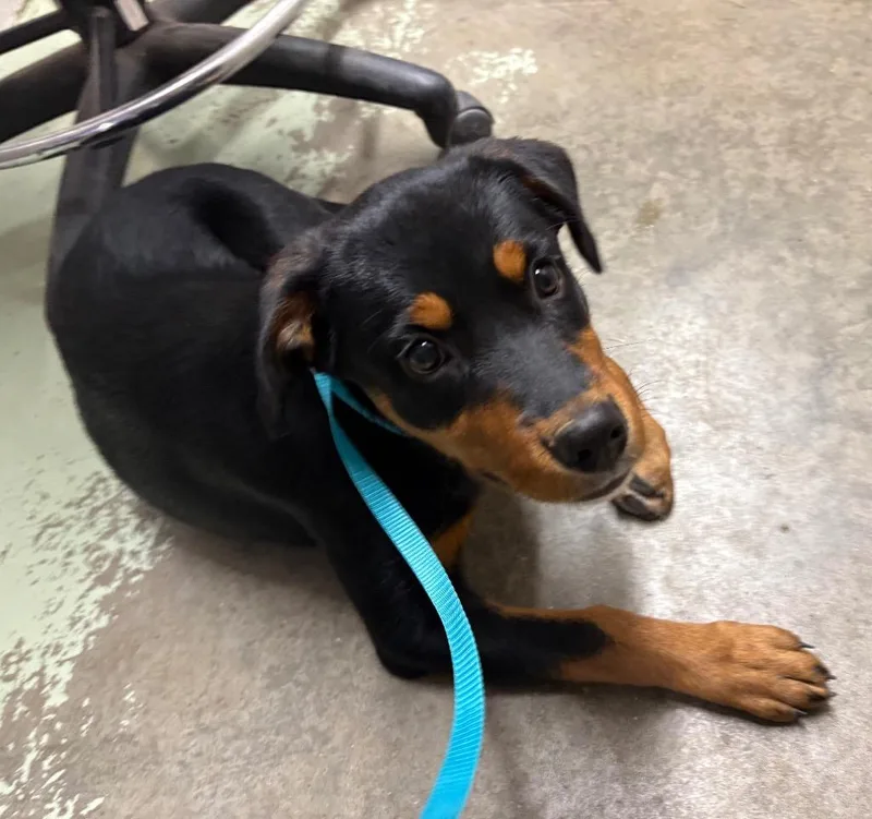 A baby medium-sized female Mixed Breed dog named Myah for adoption in Murray, KY