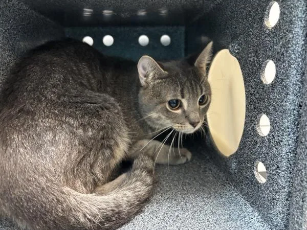 A young medium-sized male Domestic Short Hair cat named Lonnie for adoption in New York, NY