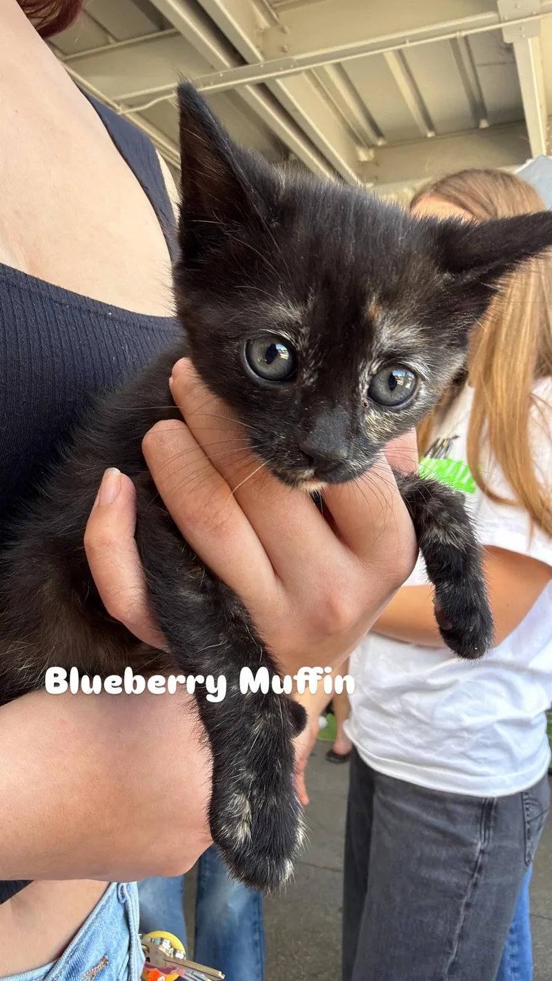 A baby medium-sized female Tortoiseshell Tortoiseshell cat named Blueberry Muffin for adoption in Penryn, CA