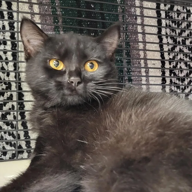 A baby small-sized female Black Domestic Short Hair cat named Raven for adoption in Milan, IL