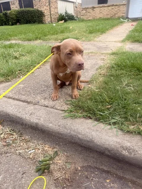 A young small-sized male Pit Bull Terrier dog named Prince for adoption in Dallas, TX