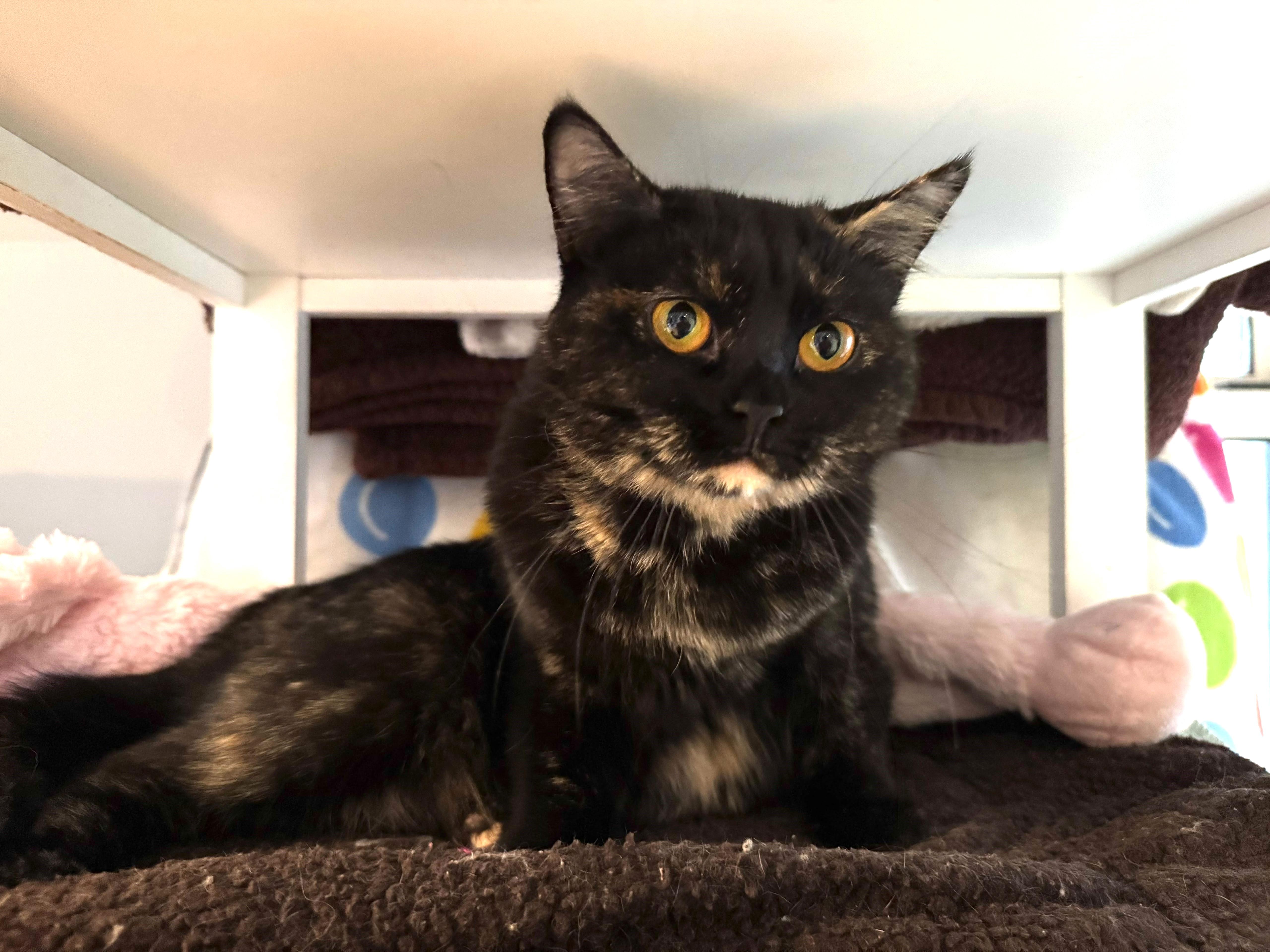 A young medium-sized female Tortoiseshell Domestic Short Hair cat named Mimi for adoption in New York, NY