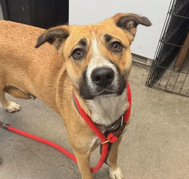 An adult large-sized female Carolina Dog dog named Ivy for adoption in Tucson, AZ