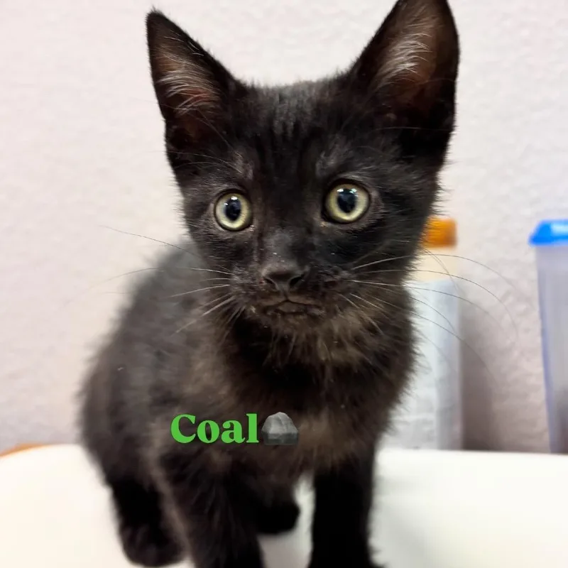 A baby small-sized male Black Domestic Short Hair cat named Coal for adoption in Commerce City, CO